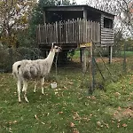 La Fermette Aux Lamas * Savigny-Levescault