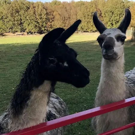 Σπίτι διακοπών La Fermette Aux Lamas Savigny-Lévescault