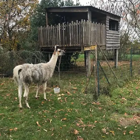 La Fermette Aux Lamas * Savigny-Lévescault