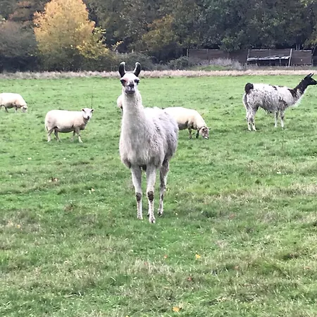 La Fermette Aux Lamas 度假居