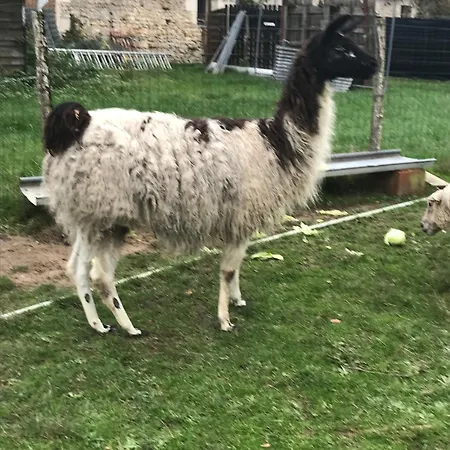 La Fermette Aux Lamas Nyaraló Savigny-Lévescault